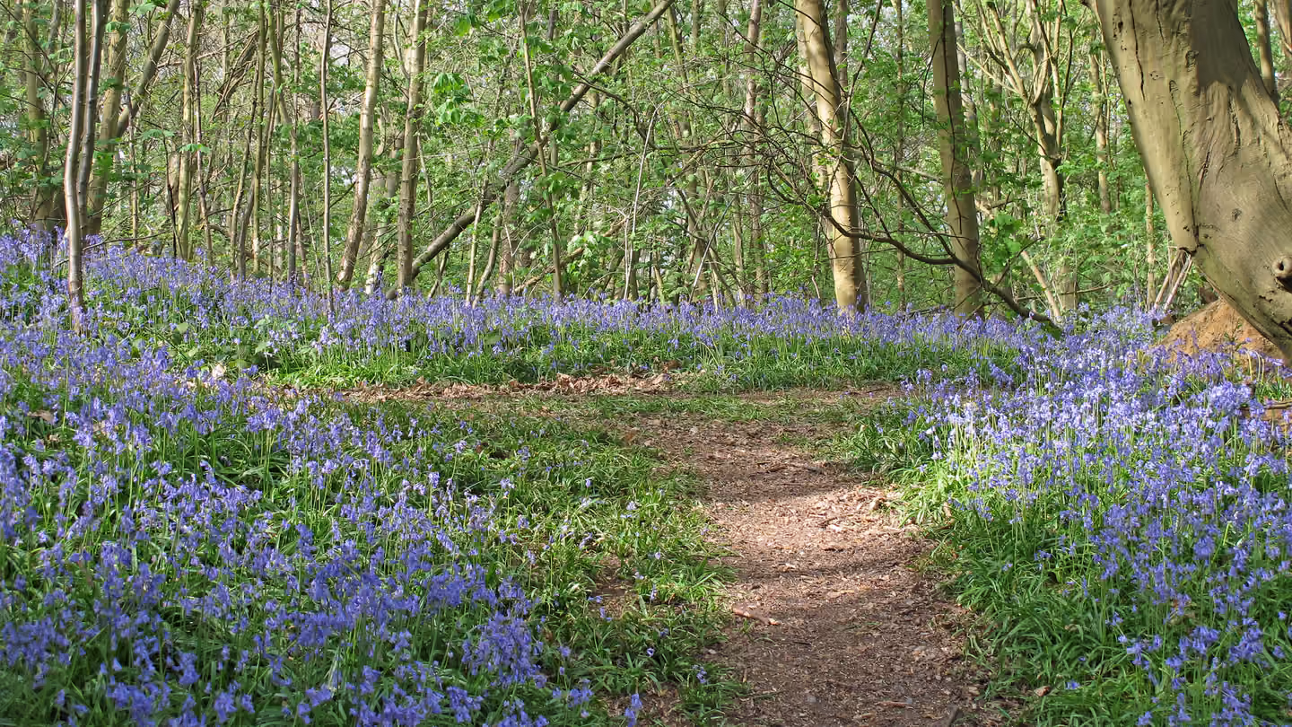 Bluebells in Norsey Wood, Billericay