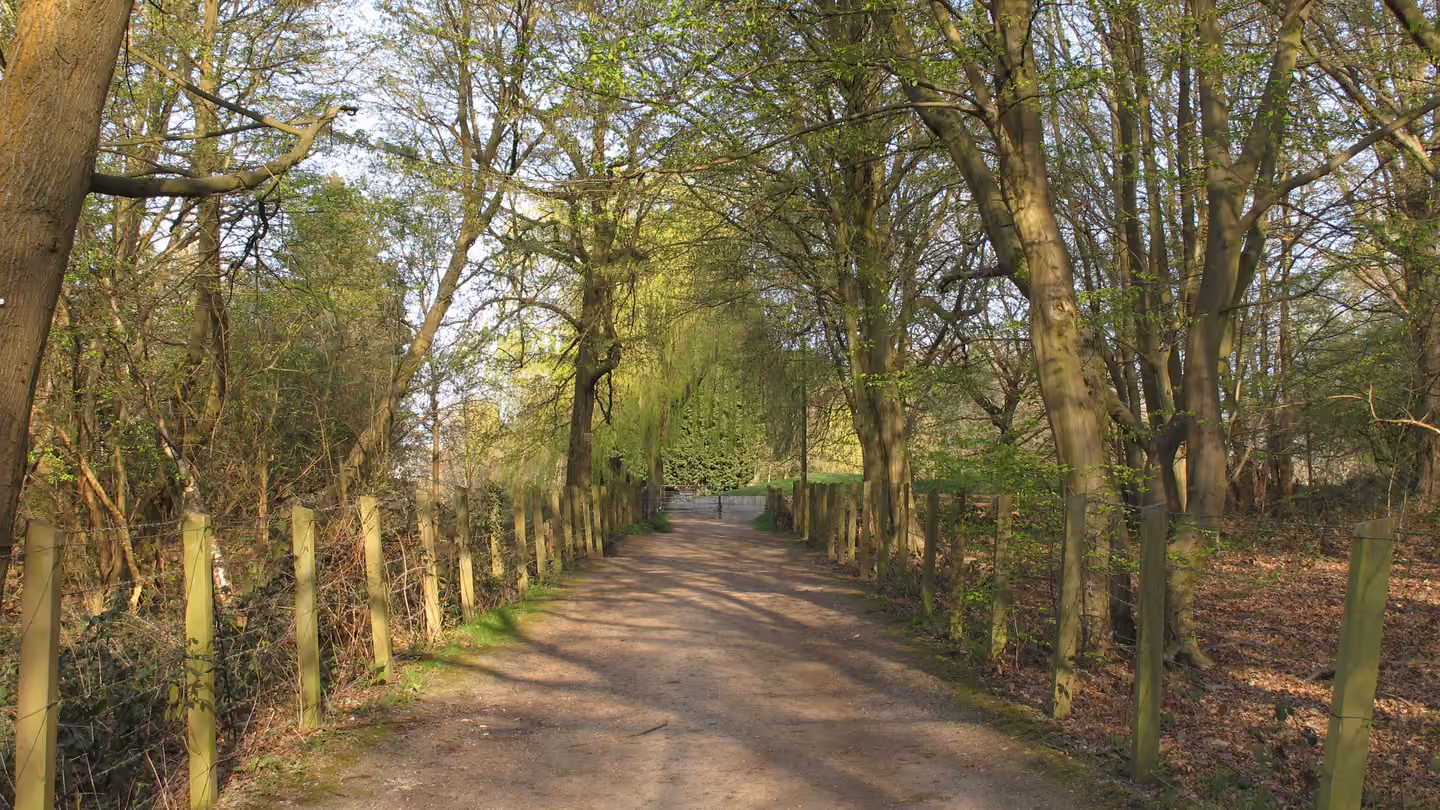 The tree-lined track to Thorndon Hall, Brentwood