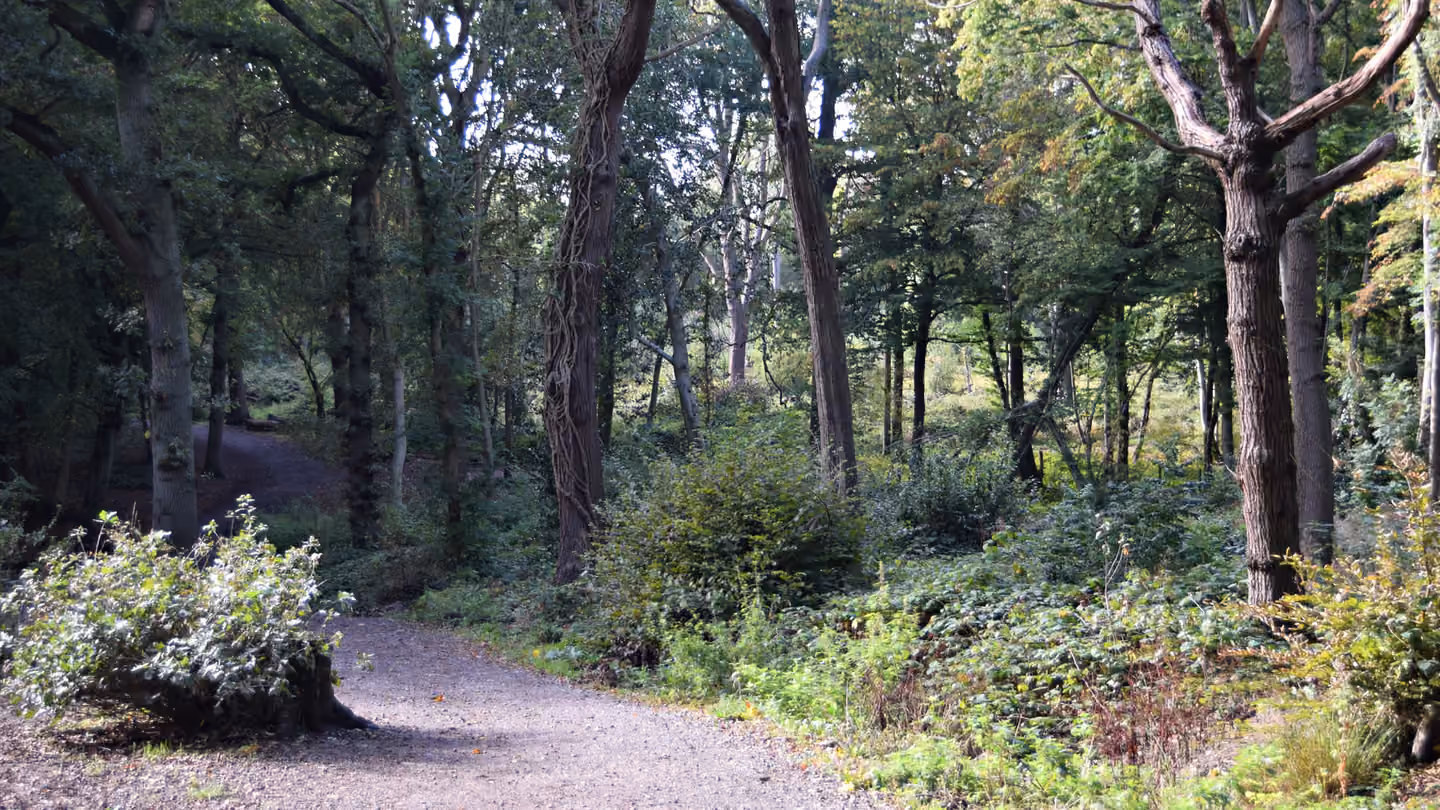 A bridleway through the woods at Hockley