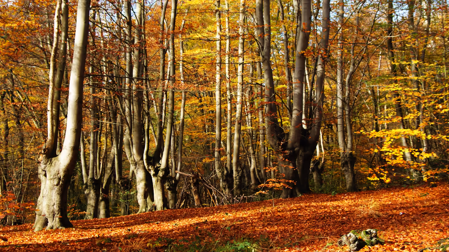 Autumn beech trees in Epping Forest